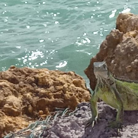 ル・ムルLes Pieds Dans L'Eau Chez Sylアパートメント エクステリア 写真